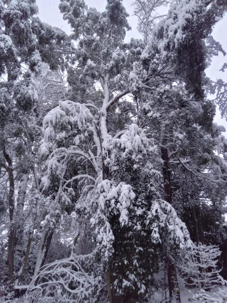La Casita Del Bosque Chalet